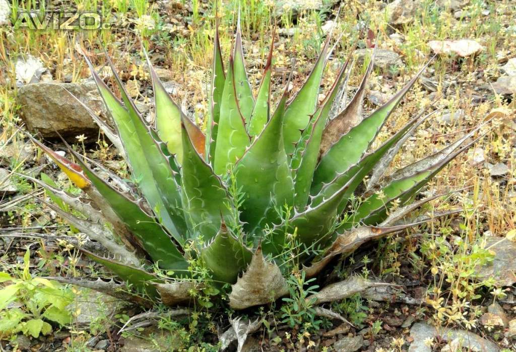 sazenice Agave Montana