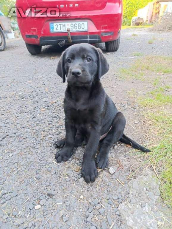 štěňátka labradorských retrívrů k odběru 