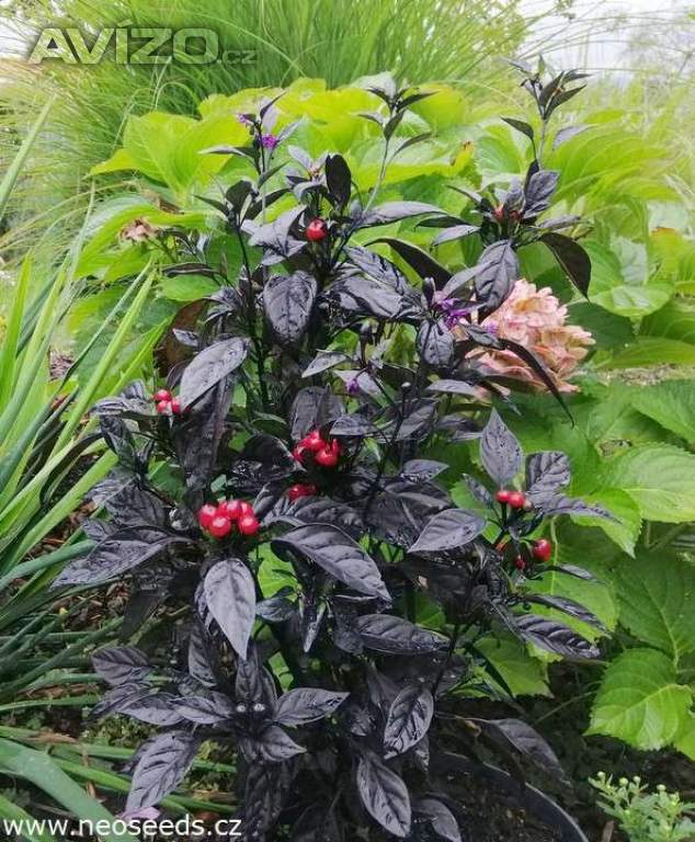 Chilli Black Pearl - semena