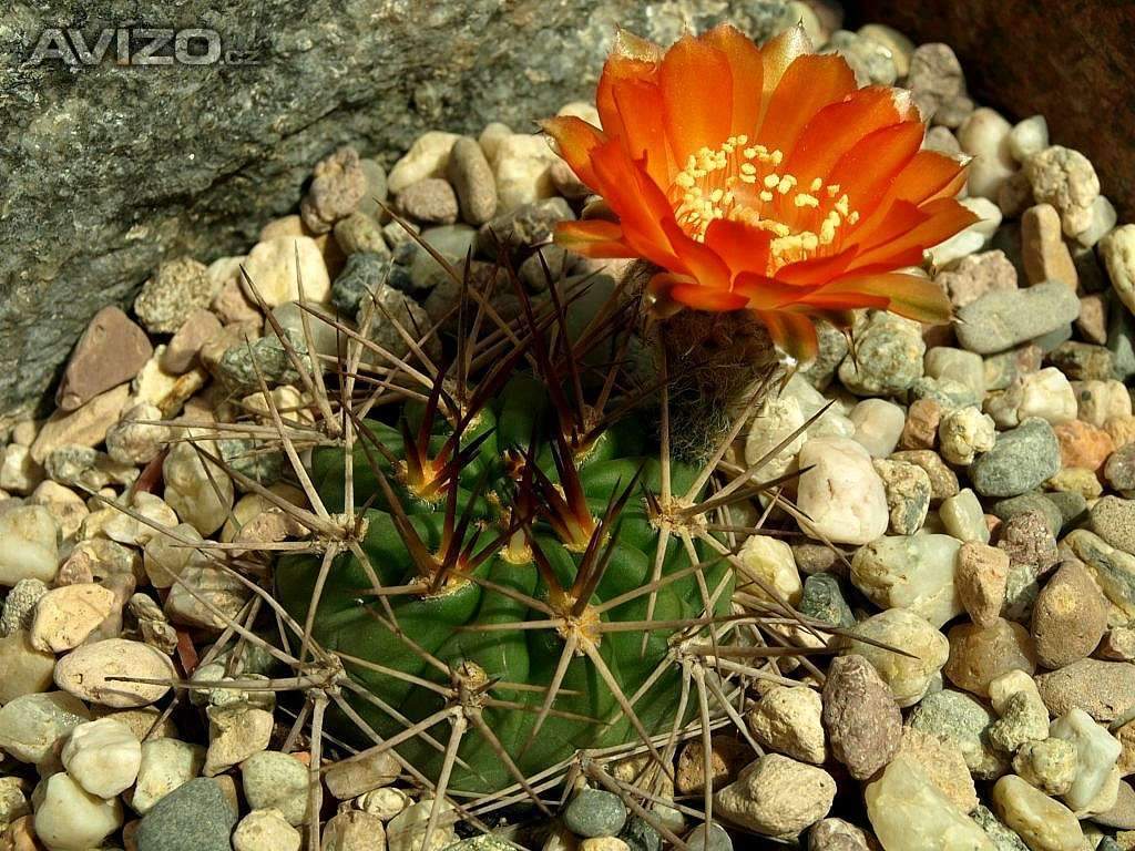 kaktus Acanthocalycium ferrari WR 572