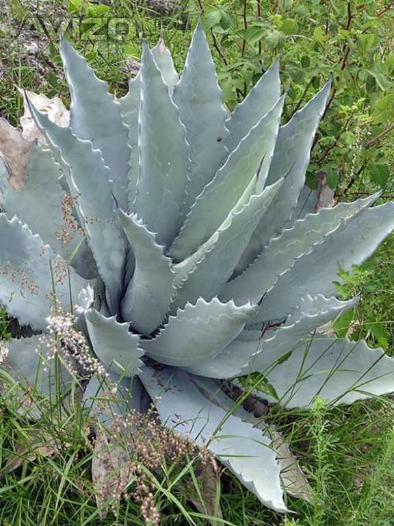 sazenice Agave temacapulinensis