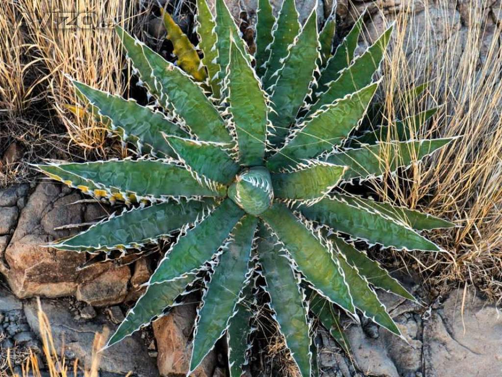 sazenice Agave xylonacantha