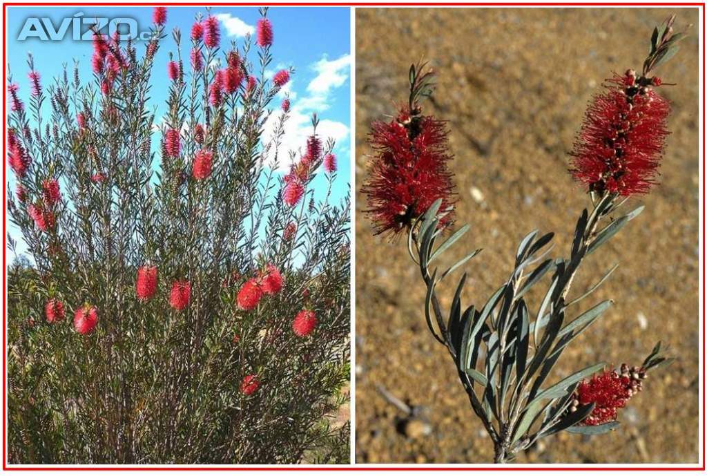 Callistemon phoeniceus - Štětkovec - SEMENA