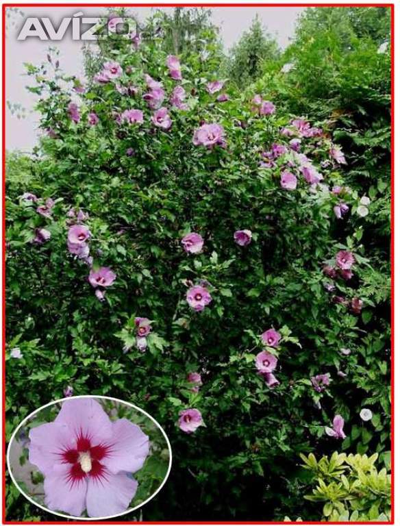 Hibiscus Syriacus L - Ibišek syrský fialový - semena