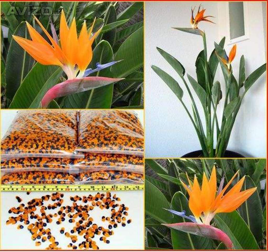 Sazenice Strelitzia Reginae