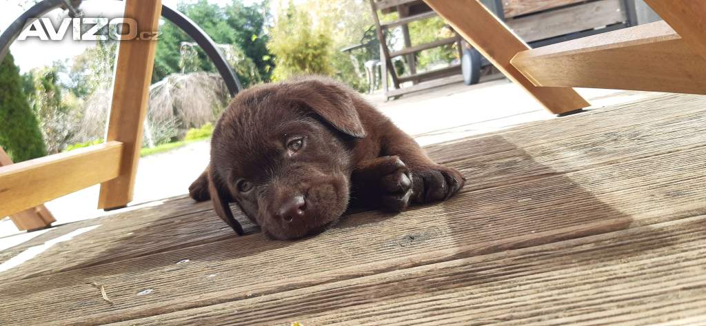 LABRADORSKÝ RETRIEVER PP