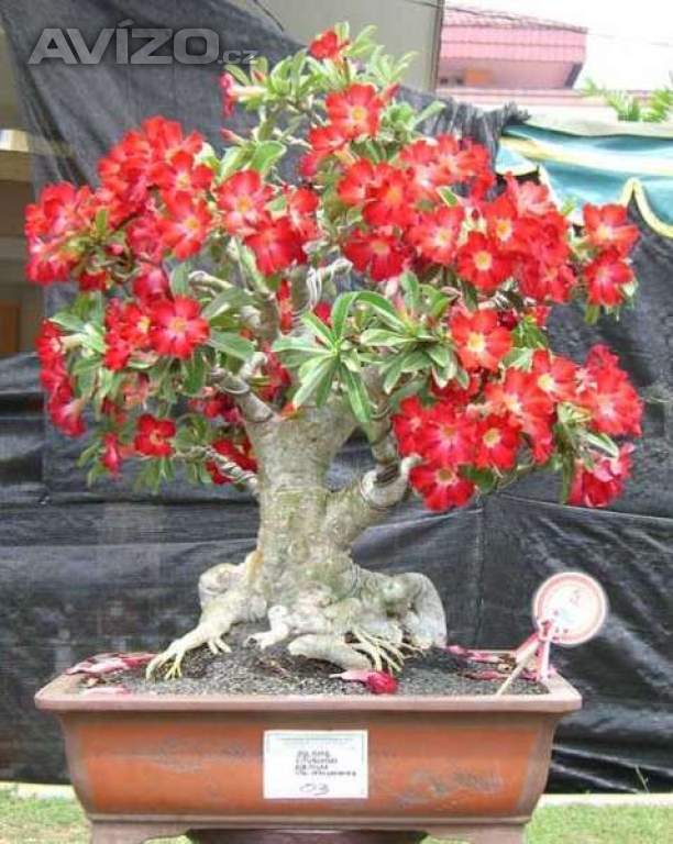 sazenice Adenium Obesum - mix barev 8-10 cm