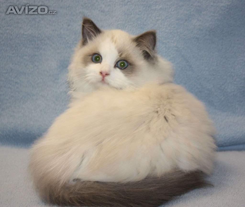 RAGDOLL: