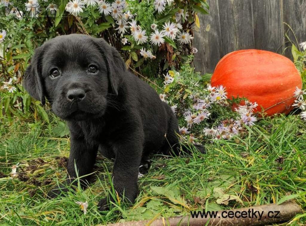 Labrador Retriever PP