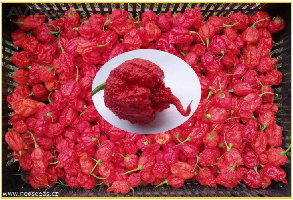 CHILLI CAROLINA REAPER - SEMENA