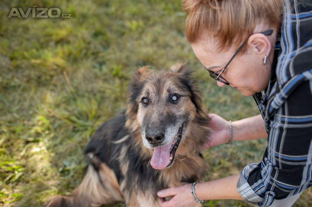 ASLÍK - 23 kg, kastrovaný psík 10 let