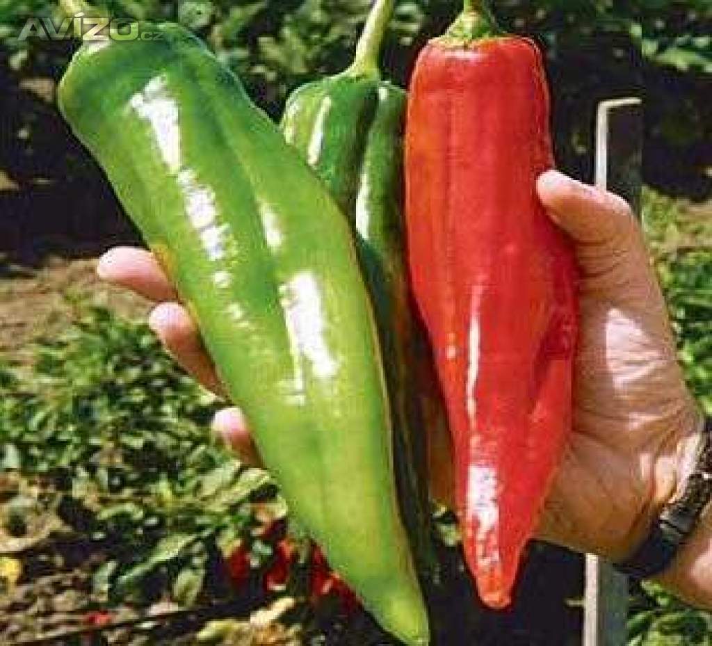 CHILLI BIG JIM -SEMENA