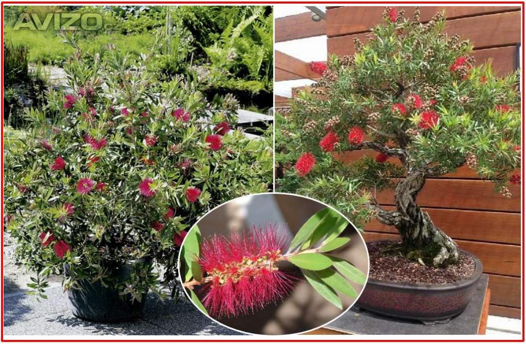 Callistemon citrinus - Štětkovec citrónový - semena