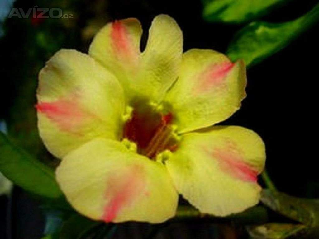 Adenium obesum &#39;silk of yellow&#39; - semena