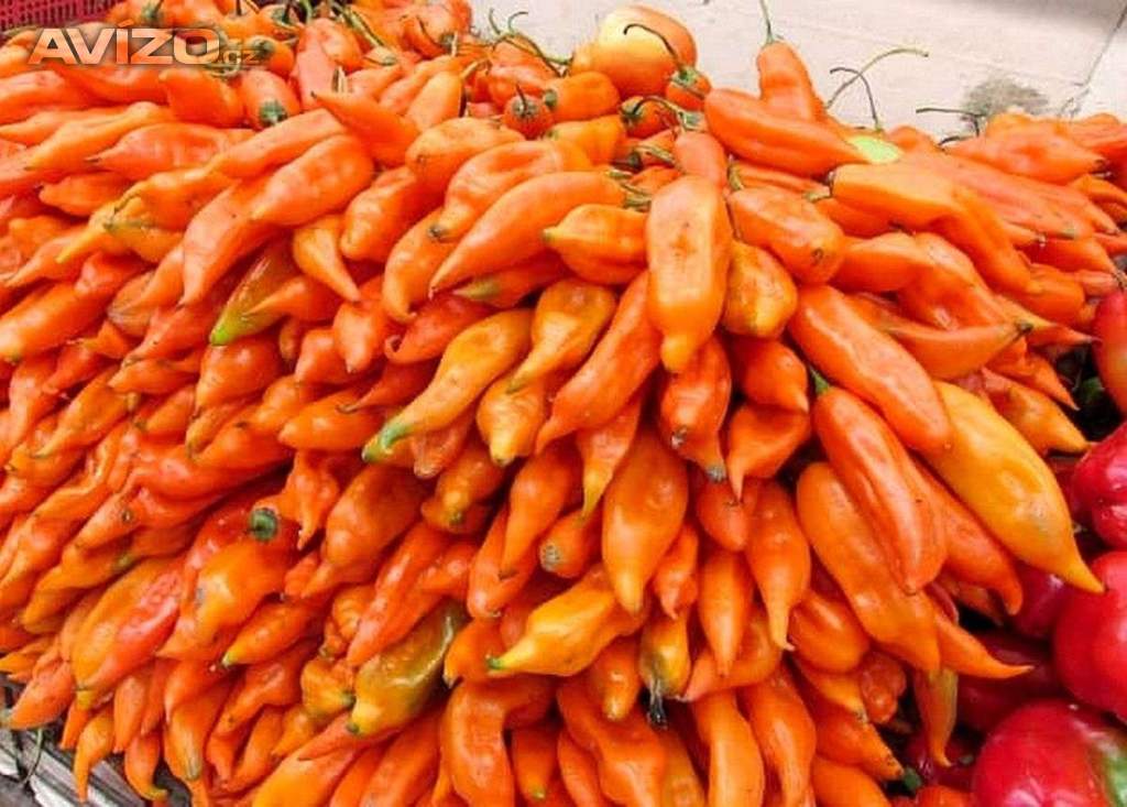 Chilli Aji Amarillo - semena