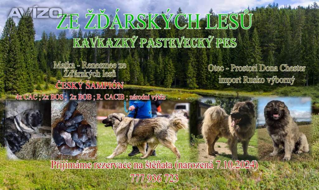 Kavkazský pastevecký pes