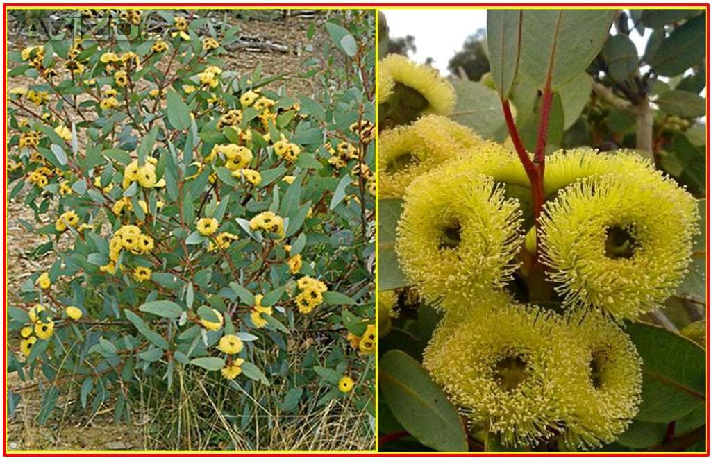 EUCALYPTUS PREISSIANA - SEMENA