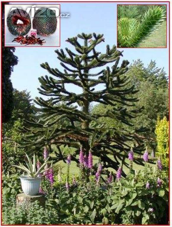 SAZENICE ARAUCARIA ARAUCANA