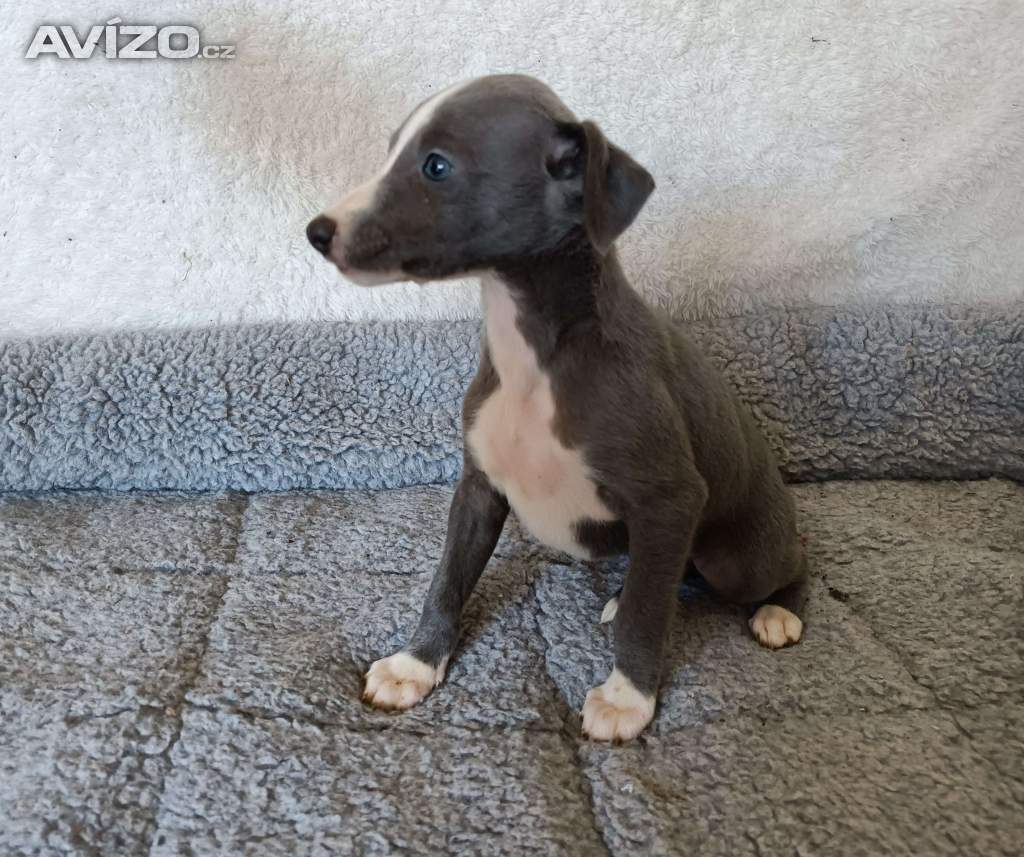 Whippet /Vipet/ - fenka bez pp