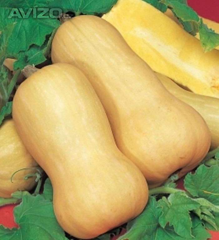 Tykev muškátová Butternut (Liscia) - semena