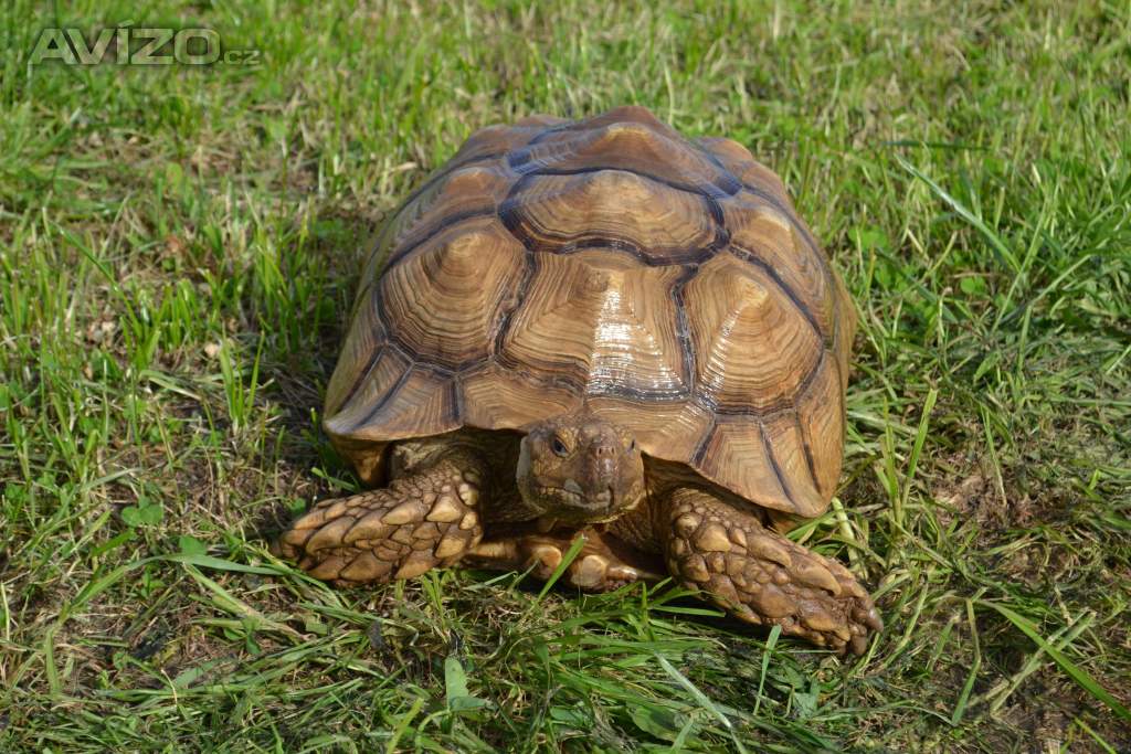 Samec želvy ostruhaté - C. SULCATA