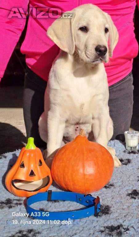 Labradorský retriever 