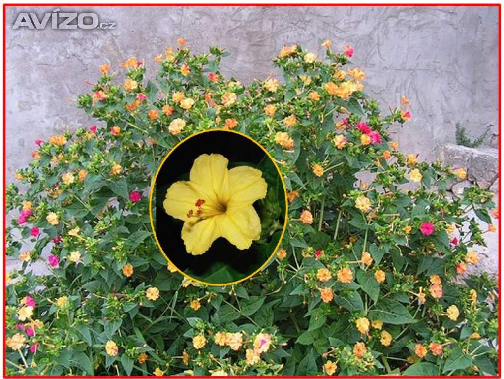 MIRABILIS JALAPA NOCENKA ŽLUTÁ - SEMENA