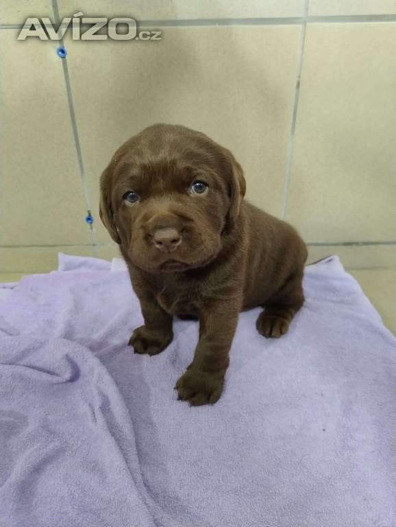 Labradorský retriever