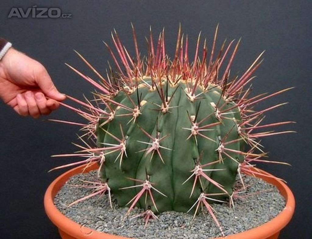 Kaktus Ferocactus emoryi subsp. Rectispinus - semena