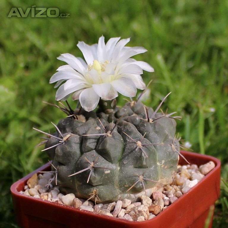 Kaktus Gymnocalycium chubutense - semena