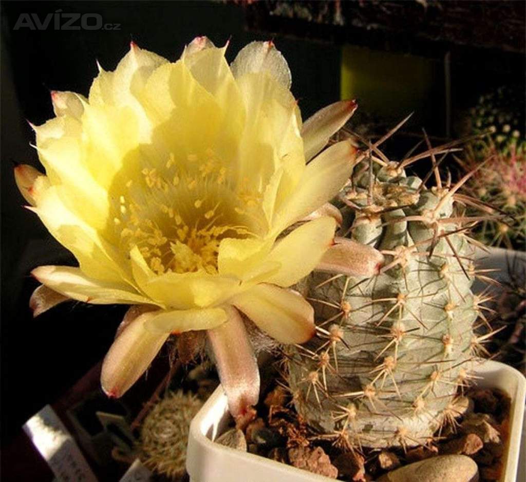 Kaktus Acanthocalycium griseum P 144 Punta Ballasto - semena