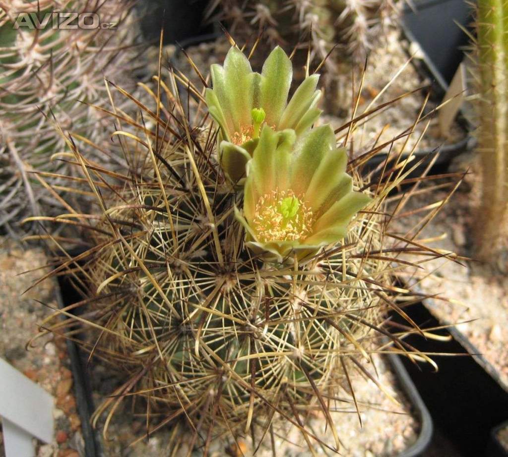 Kaktus Ancistrocactus scheeri RS 382 Hipolito Coah - semena