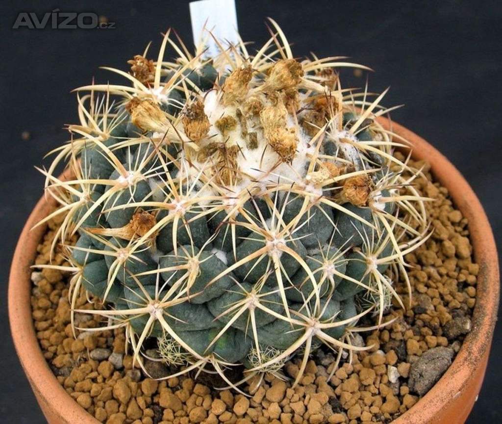 Kaktus Coryphantha bumamma v. bianca - semena