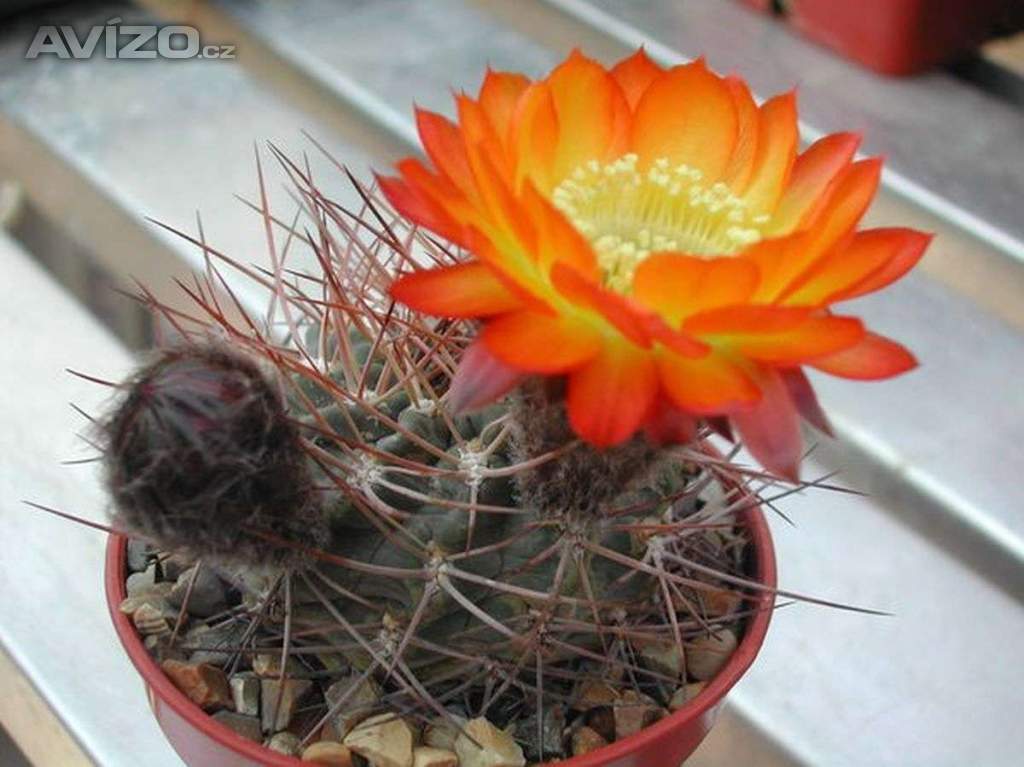 Kaktus Acanthocalycium aurantiacum R148 - semena