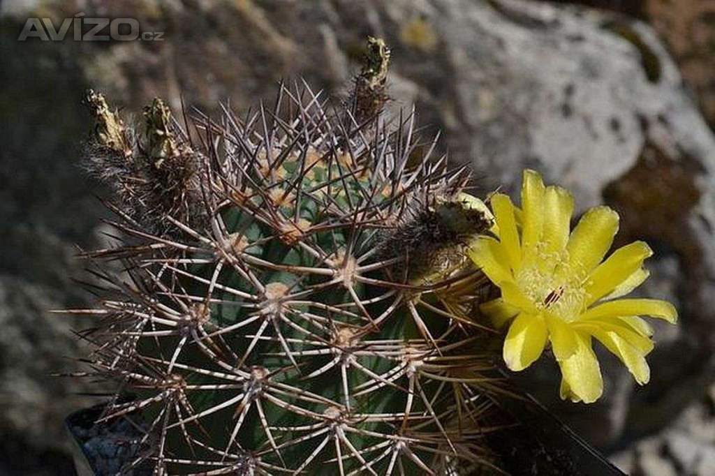 Kaktus Acanthocalycium brevispinum P 42 Rio Santa Maria - semena