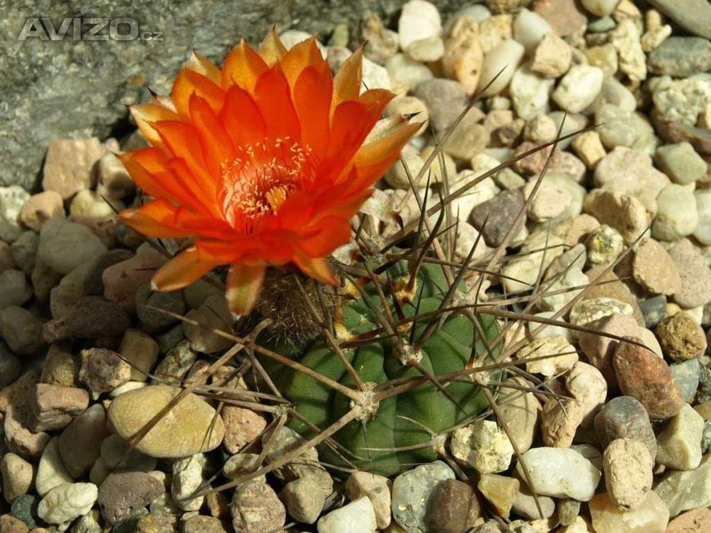 Kaktus Acanthocalycium munitum WR 772 dlouhé trny - semena