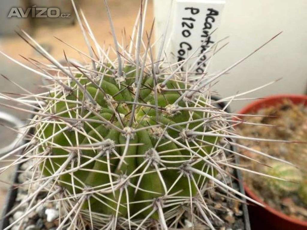 Kaktus Acanthocalycium klimpelianum P 120 - semena