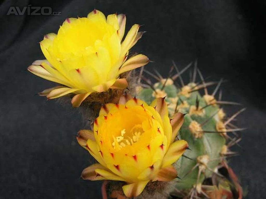 Kaktus Acanthocalycium směs druhů - semena