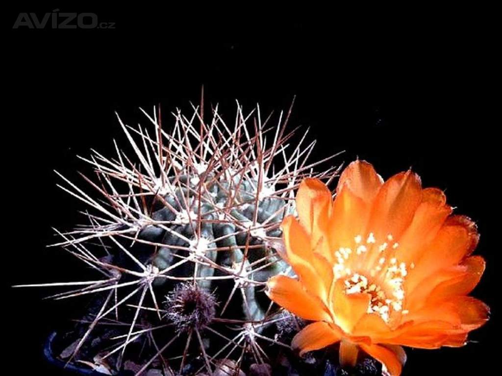 Kaktus Acanthocalycium variiflorum P 149 - semena