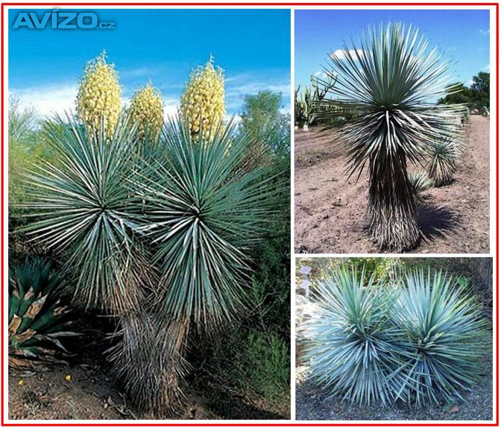 YUCCA RIGIDA - SEMENA