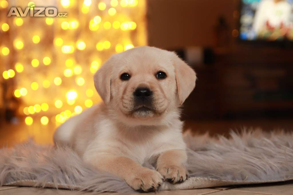 Štěňátka labradorského  retrievera 