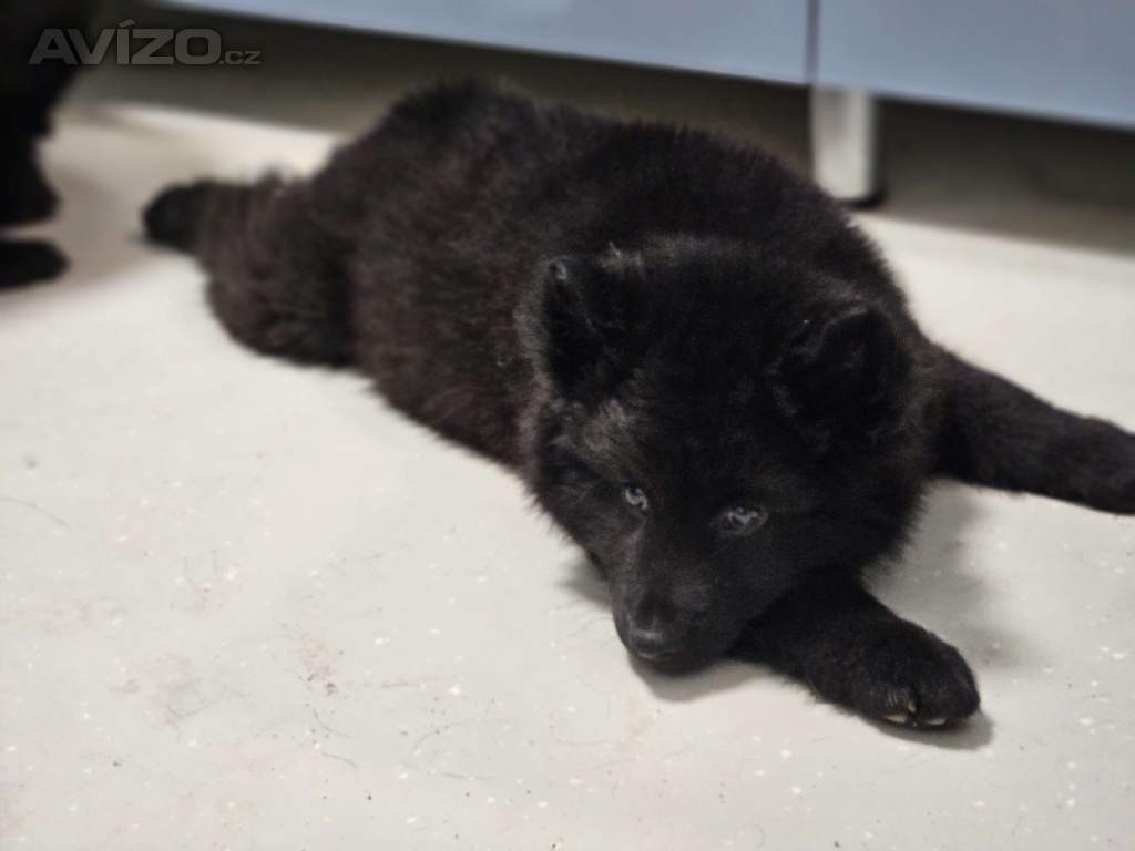 Svensk Lapphund/Swedish Lapphund 