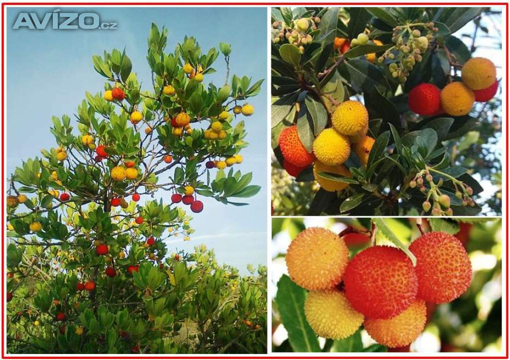 ARBUTUS UNEDO - SEMENA