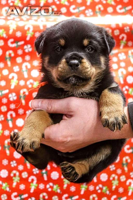 Rotvajler, Rottweiler