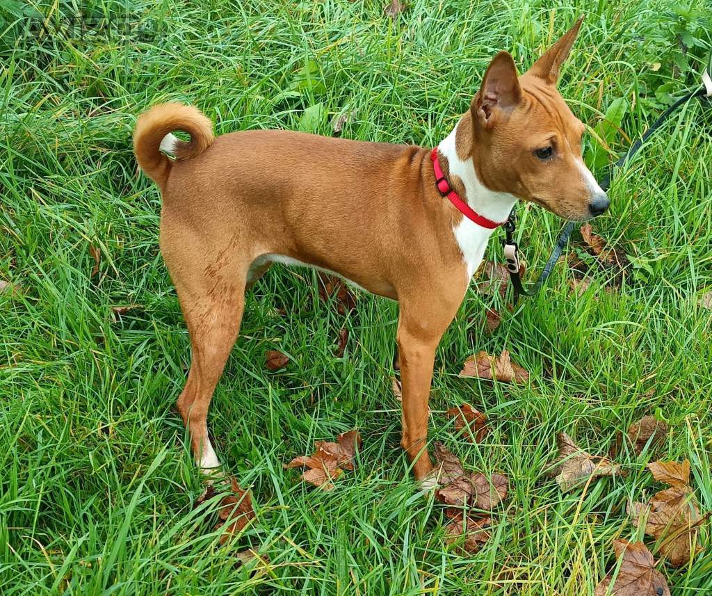 Basenji - prodám fenku bez pp