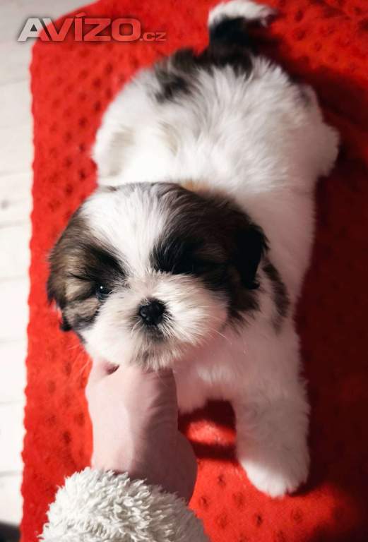 Štěňátka Shih-tzu s PP (shihtzu, shi-tzu)