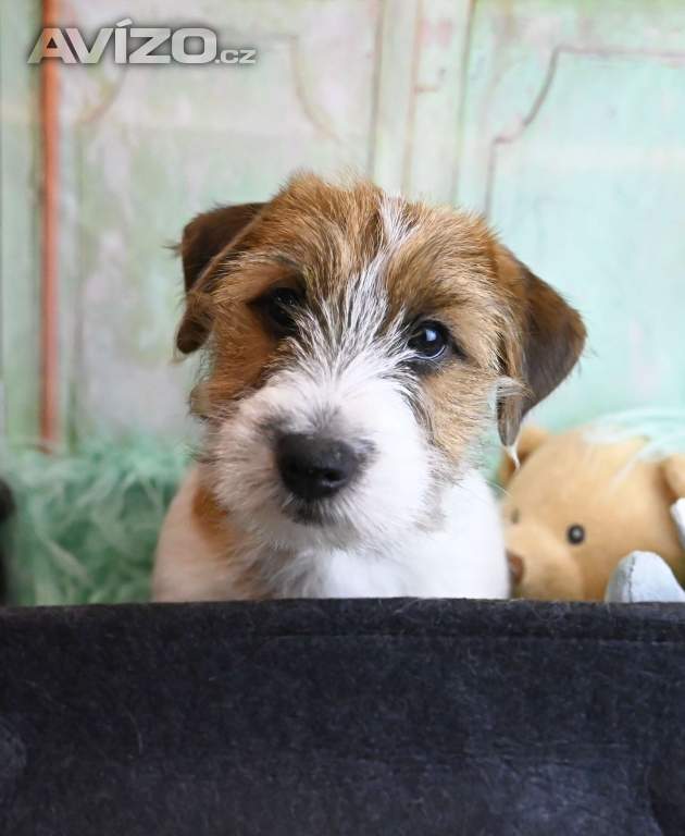 Jack Russell terier s PP - kluk