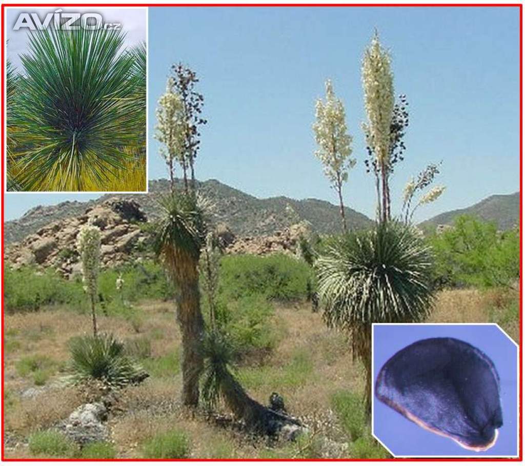 YUCCA ELATA - SEMENA