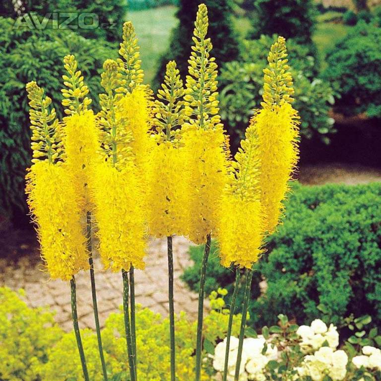 EREMURUS STENOPHYLLUS BUNGEI - SEMENA