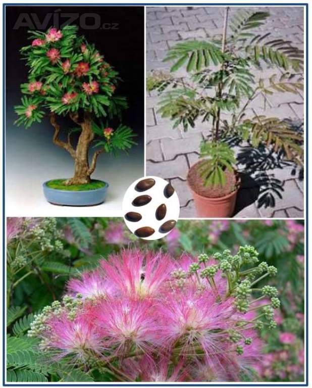 ALBIZIA JULIBRISIN - SEMENA